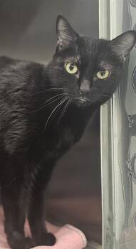 Rescue Domestic Short Hair Cats for Adoption in Santa Cruz, California - FRANKIE | PetCurious