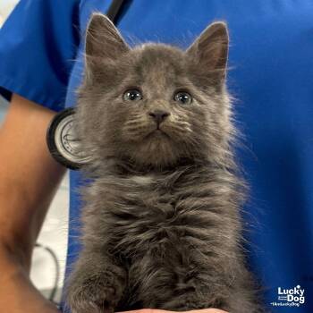 Domestic Long Hair Cats Available for Adoption in Washington, District Of Columbia - Daniel | PetCurious