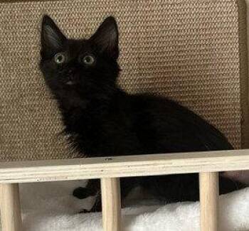 Domestic Short Hair Cats Available for Adoption in Phoenix, Arizona - Hamilton | PetCurious