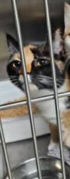 Athena -  Domestic Short Hair and Calico Cat for Adoption in Ogden, Utah - Athena | PetCurious