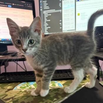 Meeko -  Domestic Short Hair Cat for Adoption in Canton, North Carolina - Meeko | PetCurious