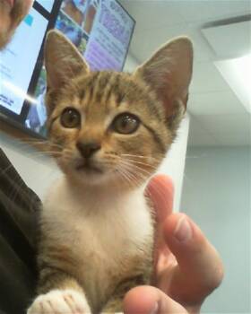 A1270865 -  Domestic Short Hair Cat for Adoption in Charlotte, North Carolina - A1270865 | PetCurious