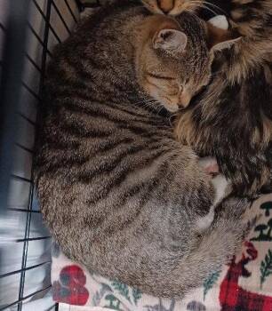 Felix -  Tabby Cat for Adoption in San Jose, California - Felix | PetCurious
