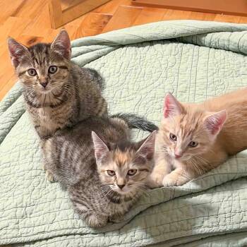 Kai, Lin & Eddy -  Domestic Short Hair Cat for Adoption in Stamford, Connecticut - Kai, Lin & Eddy | PetCurious