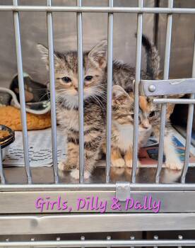 Kittens male & female -  Domestic Short Hair and Domestic Medium Hair Cat for Adoption in Stanton, Kentucky - Kittens Male & Female | PetCurious