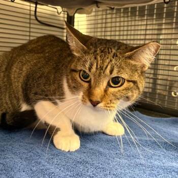 Tabby Cats Available for Adoption - Iris | PetCurious