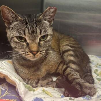 Jasmine -  Domestic Short Hair Cat for Adoption in East Hanover, New Jersey - Jasmine | PetCurious