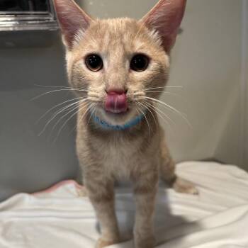 Ginger Ale -  Domestic Short Hair Cat for Adoption in San Gabriel, California - Ginger Ale | PetCurious