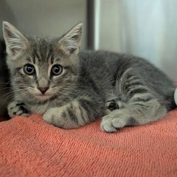 Sophie -  Domestic Short Hair Cat for Adoption in Reno, Nevada - Sophie | PetCurious
