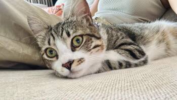 Rescue Domestic Medium Hair Cats for Adoption in Franklin Township, New Jersey - Storm, A Kitty That Will Shower You With Love | PetCurious