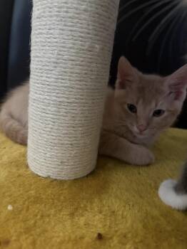 Gouda -  Domestic Short Hair Cat for Adoption in Wheaton, Illinois - Gouda | PetCurious
