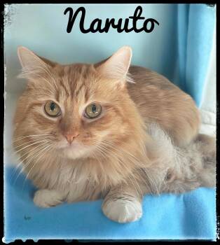 Naruto -  Domestic Medium Hair Cat for Adoption in El Cajon, California - Naruto | PetCurious
