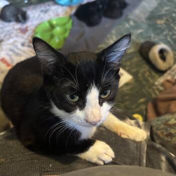 Rescue Tuxedo Cats for Adoption in Hi Vista, California - Motorhead | PetCurious