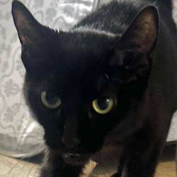 Gracie -  Domestic Short Hair Cat for Adoption in Chicago, Illinois - Gracie | PetCurious