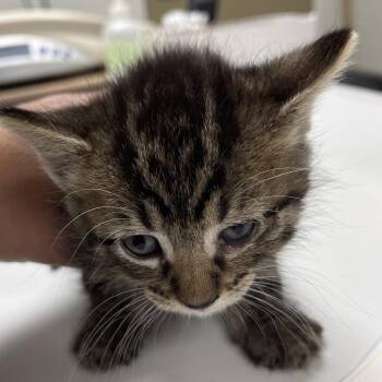 Sebastian -  Domestic Short Hair Cat for Adoption in Canton, Illinois - Sebastian | PetCurious