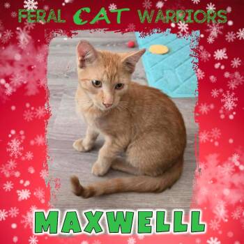 Domestic Short Hair Cats Available for Adoption - Maxwell | PetCurious