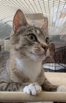 Squeakers -  Domestic Short Hair Cat for Adoption in Ogden, Utah - Squeakers | PetCurious