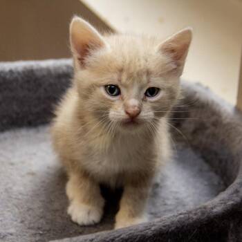 Dorada -  Domestic Short Hair Cat for Adoption in Wichita, Kansas - Dorada | PetCurious