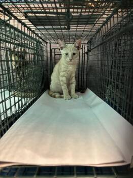 A2809784 -  Domestic Short Hair Cat for Adoption in Doral, Florida - A2809784 | PetCurious