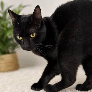 Coke -  Domestic Short Hair Cat for Adoption in Los Angeles, California - Coke | PetCurious