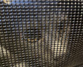 LUCY -  Domestic Short Hair Cat for Adoption in Olathe, Kansas - LUCY | PetCurious