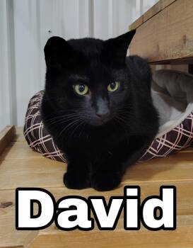 David -  Domestic Short Hair Cat for Adoption in Ontonagon, Michigan - David | PetCurious
