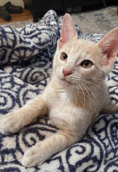 Secretariat -  Domestic Short Hair Cat for Adoption in Magnolia, Texas - Secretariat | PetCurious