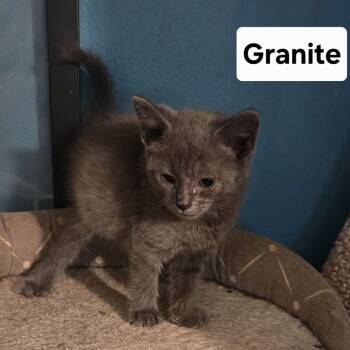Granite -  Domestic Short Hair Cat for Adoption in NEW PT RICHEY, Florida - Granite | PetCurious