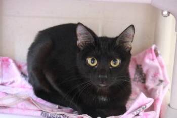 Asher -  Domestic Short Hair Cat for Adoption in Springfield, Missouri - Asher | PetCurious