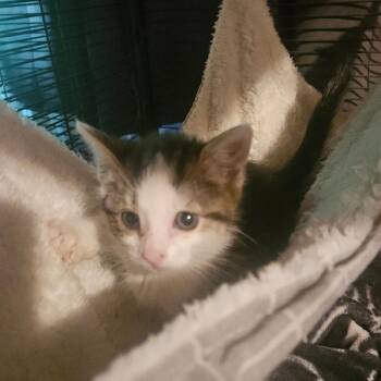 Delilah -  Domestic Short Hair Cat for Adoption in Ringtown, Pennsylvania - Delilah | PetCurious