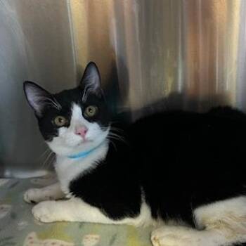 Cheese -  Domestic Short Hair Cat for Adoption in Knoxville, Tennessee - Cheese | PetCurious