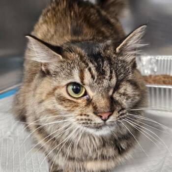 Badger -  Domestic Short Hair Cat for Adoption in Greensboro, North Carolina - Badger | PetCurious