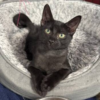 Kitten Iris -  Domestic Short Hair Cat for Adoption in Miami, Florida - Kitten Iris | PetCurious