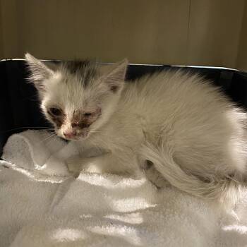 Domestic Short Hair Cats Available for Adoption in Lynchburg, Virginia - Hot Rod | PetCurious