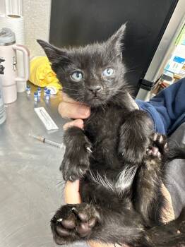 Rescue Domestic Short Hair Cats for Adoption in Pomona, New York - Ajax | PetCurious