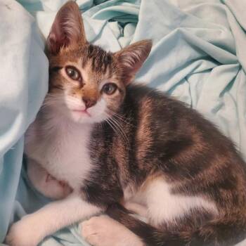 Luke -  Domestic Short Hair Cat for Adoption in Hattiesburg, Mississippi - Luke | PetCurious
