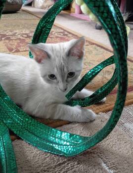 Thumbolina -  Siamese Cat for Adoption in Saginaw, Michigan - Thumbolina | PetCurious