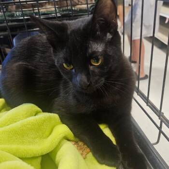 Lettuce -  Domestic Short Hair Cat for Adoption in Grantsville, Utah - Lettuce | PetCurious
