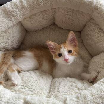 Modric -  Domestic Medium Hair Cat for Adoption in Sunrise, Florida - Modric | PetCurious