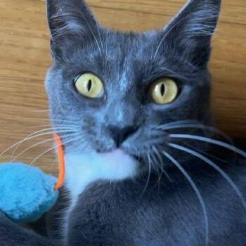 Rescue Domestic Short Hair Cats for Adoption in Gladstone, Oregon - Mama Mistletoe | PetCurious