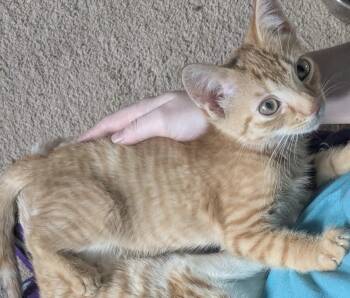 Rescue Domestic Short Hair Cats for Adoption in Troy, Michigan - Roomba | PetCurious