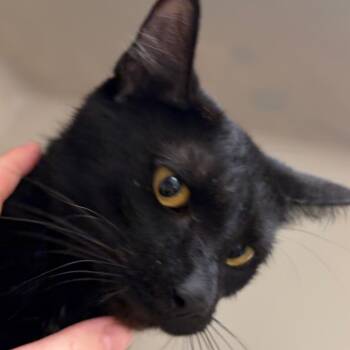 Greta -  Domestic Short Hair Cat for Adoption in Zanesville, Ohio - Greta | PetCurious