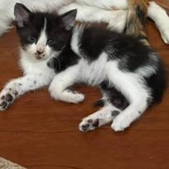 Yuku -  Domestic Short Hair Cat for Adoption in Los Angeles, California - Yuku | PetCurious
