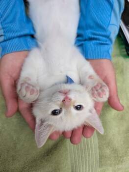 Chip -  Siamese and Domestic Short Hair Cat for Adoption in Fremont, California - Chip | PetCurious