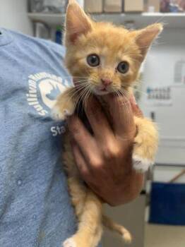 Bradford 2 -  Domestic Short Hair Cat for Adoption in Sullivan, Indiana - Bradford 2 | PetCurious