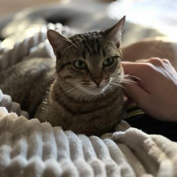 Phoebe -  Domestic Short Hair Cat for Adoption in Murray, Utah - Phoebe | PetCurious