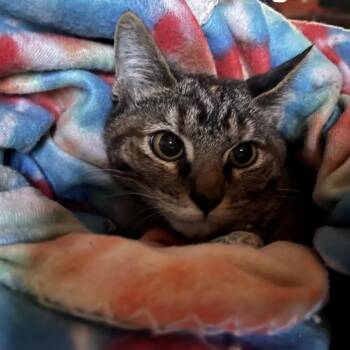 Domestic Short Hair Cats Available for Adoption - Sophia | PetCurious