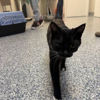 Domestic Short Hair Cats Available for Adoption in Great Falls, Montana - Jasper | PetCurious