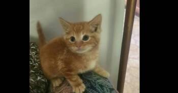 Lucky Charmer -  Domestic Short Hair Cat for Adoption in Richmond, Virginia - Lucky Charmer | PetCurious