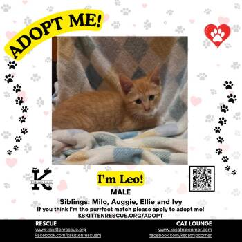 Leo -  Domestic Short Hair Cat for Adoption in OSBORNVILLE, New Jersey - Leo | PetCurious